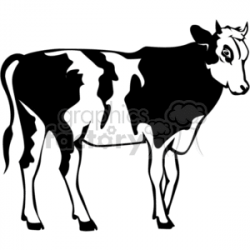 Black and white young Holstein cow clipart. Royalty-free clipart # 374736