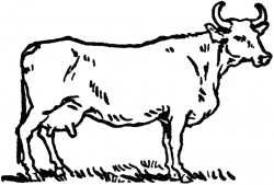 Beef Cow Drawing - Clip Art Library