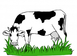 Black And White Stock Collection Of Grazing High Quality - Cow ...