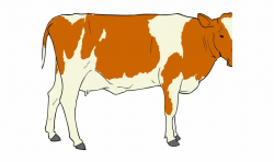 Beef Clipart Realistic - Male Cow Clipart Free PNG Images & Clipart ...