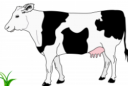 Cow clipart realistic pencil and in color cow – Gclipart.com