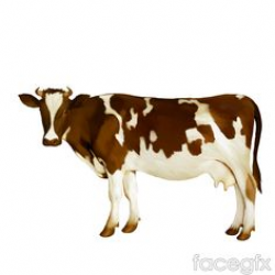 66 Best cow images in 2016 | Cow, Filing cabinets, Scenery