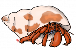Hermit crab clipart - Cliparting.com
