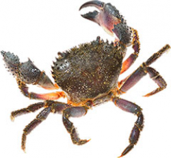 Free Crab Animations - Crab Clipart - Gifs