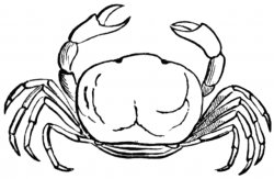 Free Crab Cliparts, Download Free Clip Art, Free Clip Art on Clipart ...