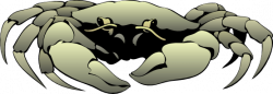 Realistic crab clipart - Cliparting.com