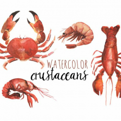 Watercolor Crustacean Clip Art Nautical by DigitalPressCreation ...