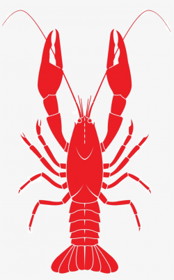 Lobster For Taiapure - Vector Crawfish Clip Art Transparent PNG ...