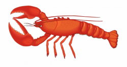 Crawfish Vector Spiny Lobster - Lobster Clipart Free PNG Images ...