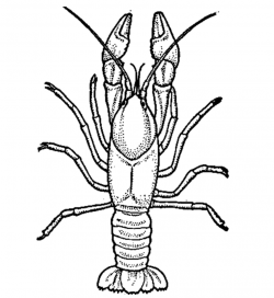 Free Crawfish Cliparts, Download Free Clip Art, Free Clip Art on ...