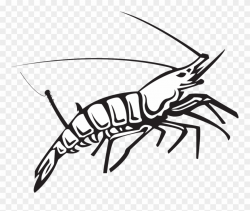 Crawdad Drawing Crawfish Tail - Shrimp Clipart (#1819709) - PinClipart