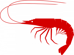 Shrimp Line art Clip art - Crawfish boil png download - 600*447 ...