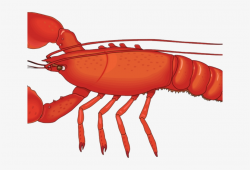 Crawfish Clipart Crab - Lobster Png Transparent PNG - 640x480 - Free ...