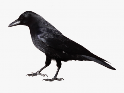 Crow Clipart - Crow Black And White #296017 - Free Cliparts ...