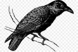 Drawing American crow Bird Art Clip art - raven