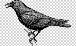 Crow Drawing , Crow logo PNG clipart | free cliparts | UIHere