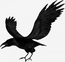 Halloween Crow Wings PNG, Clipart, Black, Crow, Crow Clipart ...