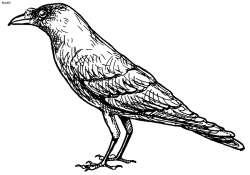 Free Crow Cliparts, Download Free Clip Art, Free Clip Art on ...
