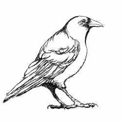 Crow outline clip art - ClipartPost