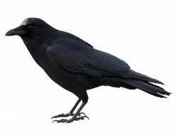 Crow PNG Images Transparent Free Download | PNGMart.com