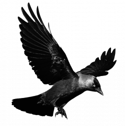 Crows Flight Clip art - Raven Flying Transparent Background ...