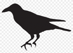 Transparent Background Crow Clipart, HD Png Download ...