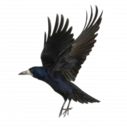 Crow PNG Images Transparent Free Download | PNGMart.com