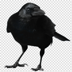 Crow , black crow transparent background PNG clipart | HiClipart