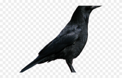 Crow Clipart Crow Bird - Crow Transparent Background - Png ...