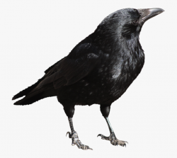 Crow Transparent Png Picture - Crow Transparent #852830 ...