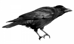 crow-free-PNG-transparent-background-images-free-download ...