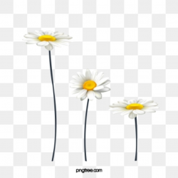 White Daisy Png, Vector, PSD, and Clipart With Transparent ...