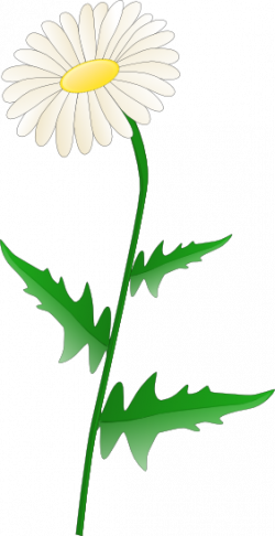 Free Transparent Daisy Cliparts, Download Free Clip Art, Free Clip ...