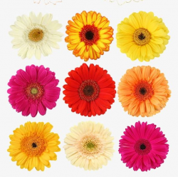 Daisy PNG, Clipart, Color, Colored, Colored Daisies, Daisies, Daisy ...