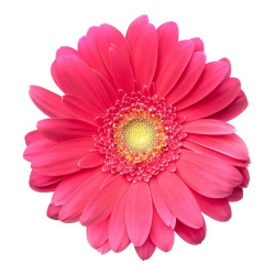 Red Flower clipart colorful daisy – Pencil and in color ..