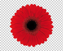 Transvaal Daisy Common Daisy Flower Color PNG, Clipart, Clip Art ...