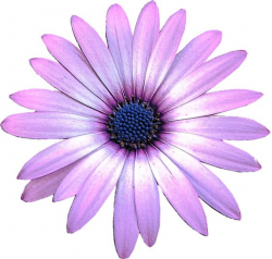 Daisy clipart purple daisy pencil and in color - ClipartBarn