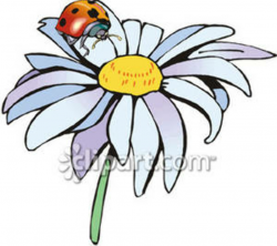46+ Daisy Clip Art Free | ClipartLook