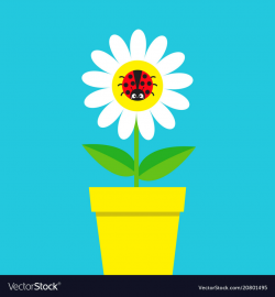 Ladybird ladybug insect sitting on white daisy