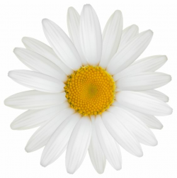 Free Transparent Daisy Cliparts, Download Free Clip Art, Free Clip ...