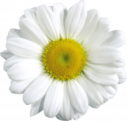 Free Transparent Daisy Cliparts, Download Free Clip Art, Free Clip ...