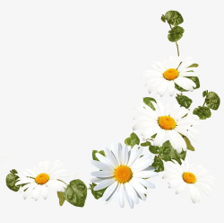 White Daisy Flower Decoration Pattern PNG, Clipart, Daisy, Daisy ...