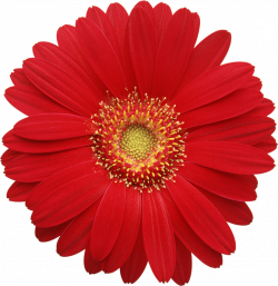 Red Gerber Daisy Clipart | Gallery Yopriceville - High-Quality ...