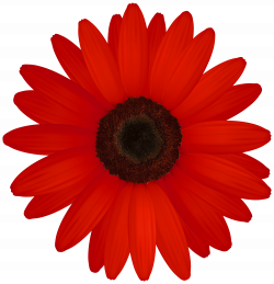 Gerber Daisy Clipart | Free download best Gerber Daisy Clipart on ...