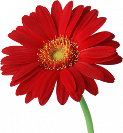 Red Gerber Daisy with Stem Clipart | Gallery Yopriceville - High ...