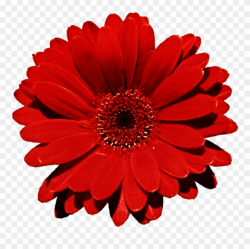 Gerbera Clipart Clip Art - Red Flower Transparent Background - Png ...