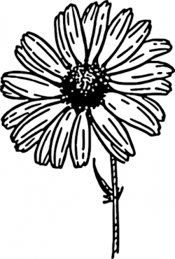 Free Daisy Clipart - Public Domain Flower clip art, images and ...