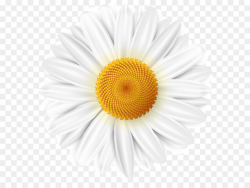 Common Daisy Flower png download - 4000*4063 - Free Transparent ...