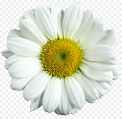 Flower, Daisy, Plant, transparent png image & clipart free download