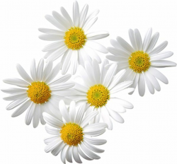 Free Transparent Daisy Cliparts, Download Free Clip Art, Free Clip ...